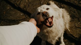Honden weten het verschil tussen angst en verdriet, blijkt uit hersenonderzoek