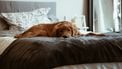Mama gaat op date: 'Zijn hond in bed was een afknapper'