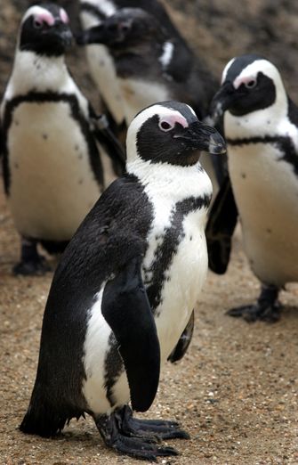 Humboldt pinguïns. Foto: ANP