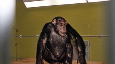 De komende jaren zal het aantal proeven op apen worden teruggeschroefd. Foto: ANP