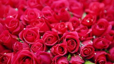 valentijnsdag rozen afrika