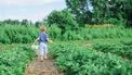 kinderen op het platteland