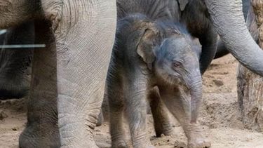 Olifant Kina is bevallen van een jong