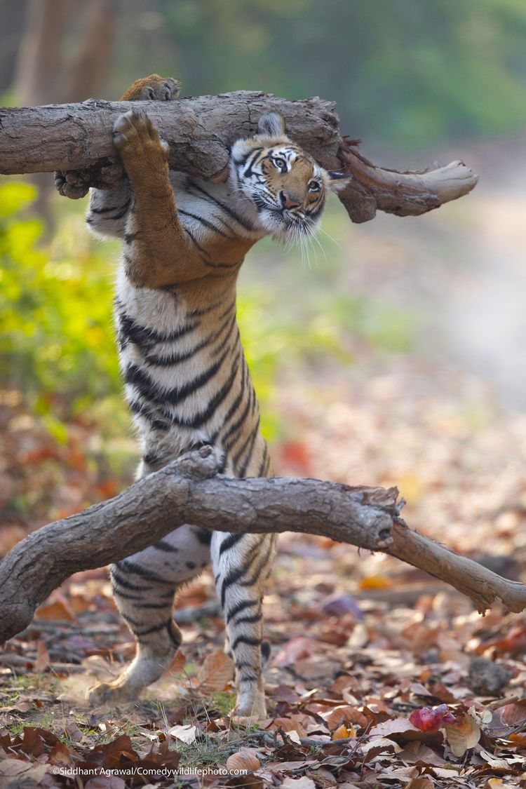 The Comedy Wildlife Photography Awards 2021 fotowedstrijd dierenfoto's