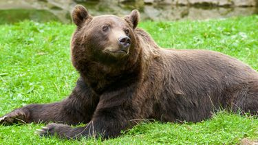Man daagt grizzlybeer uit voor gevecht en krijgt torenhoge boete