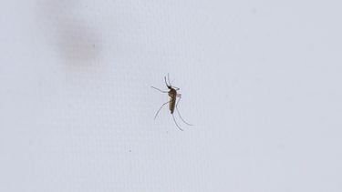 Zanzare nel laboratorio dell'Università di Wageningen puntura di zanzara puntura di zanzara