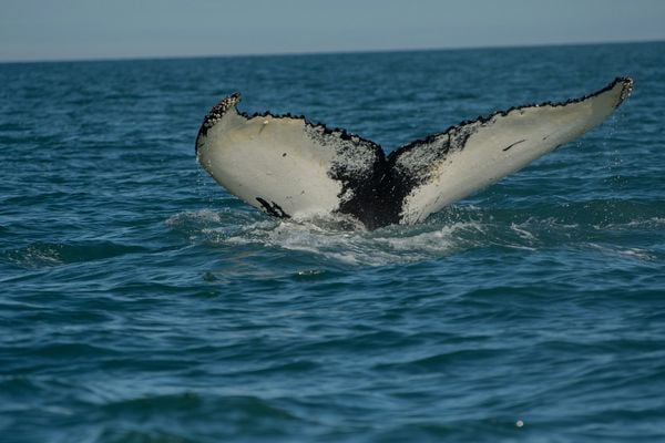 Walvis spotten in IJsland