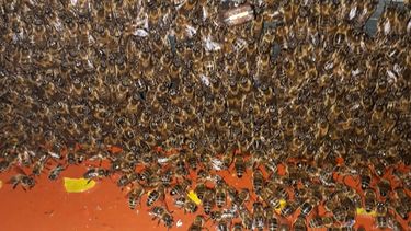Foto van de in beslag genomen bijen