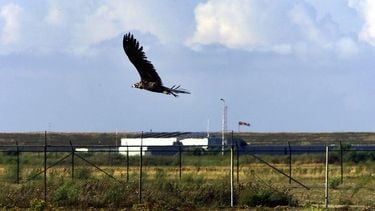 Grootste roofvogel Europa duikt op in Nederland.