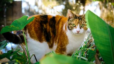 Stelling van de dag: 'Katteneigenaren moeten hun kat binnenhouden'