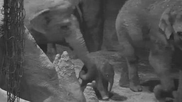 Baby olifant geboren in Diergaarde Blijdorp
