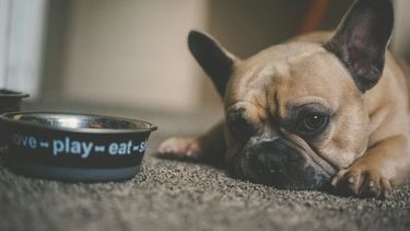 Hond, honden, eten, voedsel, allergie, voedselallergie