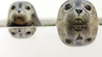 Zeehonden
