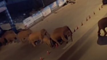 Ontsnapte kudde olifanten China