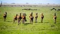 'Geef grazers in Oostvaardersplassen anticonceptie'