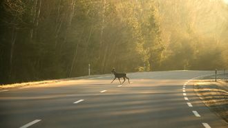 hert zwijn wild dier weg oppassen rijden aanrijden verzekering dieren