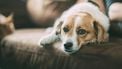 Huisdieren, dieren, onderzoek, roken, honden