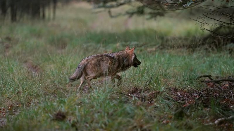 VELUWE - Een wolf op de Veluwe, vastgelegd door natuurfotograaf Otto Jelsma. De hobbyfotograaf kwam een zeldzame roedel met vijf wolven tegen tijdens een wandeling op de Veluwe. Wolven laten zich in Nederland bijna nooit zien in groepsverband. ANP OTTO JELSMA