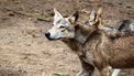 wolf strenger beleid wolvenregels regels tweede kamer staatssecretaris kabinet coalitie probleemwolf