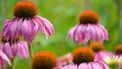 echinacea verkoudheid