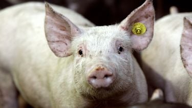 Afrikaanse varkenspest vastgesteld in Spanje: heeft Nederland iets te vrezen?