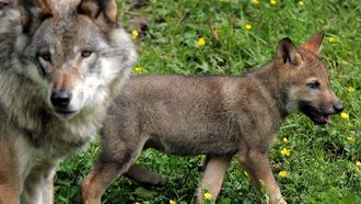 Vermiste wolven slachtoffers van stropers?