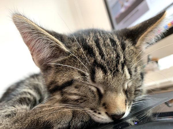 Een foto van het gezicht van een slapende kitten met cypres-tekening