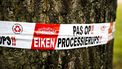 De eikenprocessierups laat ook haren op zwemwater achter.