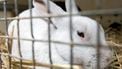 Foto ter illustratie. Beeld: ANP