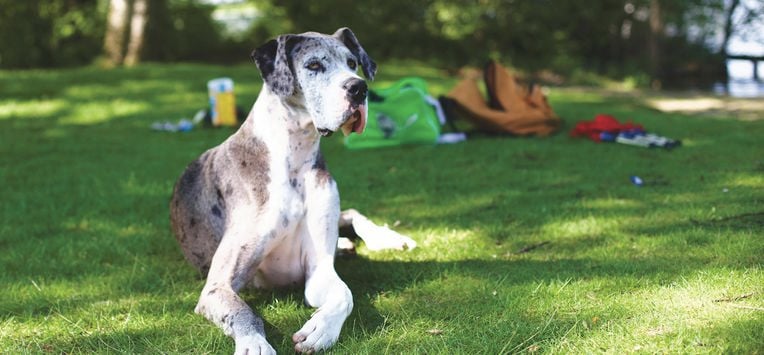 Mama gaat op date Duitse dogs