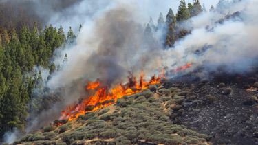 Evacuaties door grote bosbrand op Gran Canaria.