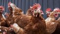 Amerikaanse CDC waarschuwt: Kus en knuffel geen kippen en andere vogels