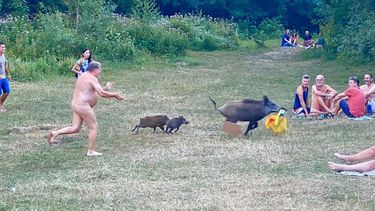 Een naakte man rent achter een zwijn en haar twee kleine zwijntjes aan.