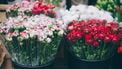 Mama gaat op date: 'Hij verraste met bloemen voor mij én mijn dochter (5)'