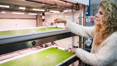 kroos eendenkroos universiteit Wageningen