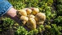 ZUIDOOSTBEEMSTER - Landbouwer Jan van Kempen toont de aardappelen van de nieuwe oogst. Door de langdurige droogte levert een hectare grond veel minder kilo's aardappelen op dan normaal. De prijs van patat gaat naar verwachting flink omhoog en de frites worden bovendien kleiner. ANP LEX VAN LIESHOUT