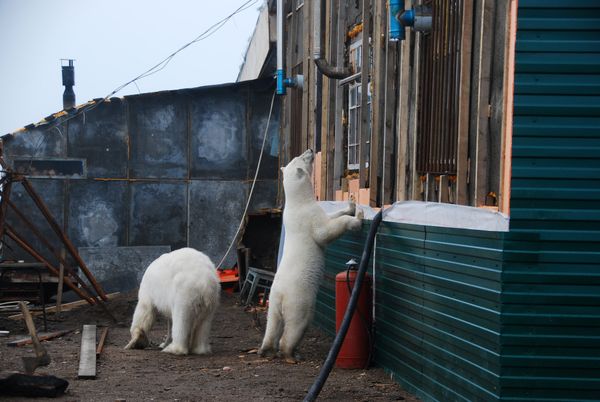 De ijsbeer zoekt steeds meer de dorpen op