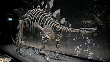 Skelet van stegosaurus, niet het skelet uit het verhaal. dinoskelet