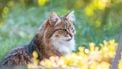 kattenpoep kat