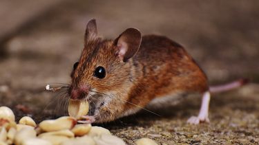 Smerige legerkantines: muizen en lekkend riool