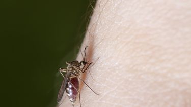 Gelukkig, geen muggeninvassssssie op komst 