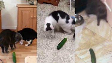 Waarom zijn katten zo bang voor komkommers?