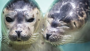 Zeehondencentra: 'Laat zeehondenpups met rust'