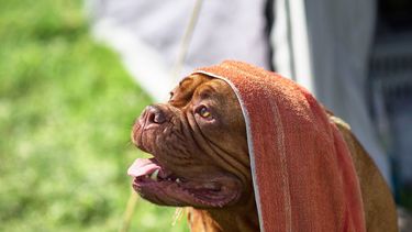 Een Natte Handdoek Op De Rug Van Een Hond Leggen Is Zinloos