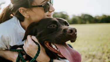 hond, kat, honden, katten, huisdier, vlooien, anti-vlooien, gevaarlijk