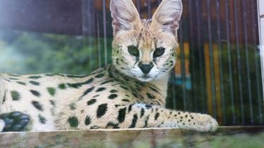 Een stinkdier of serval als huisdier? 'Risico voor mens én dier'