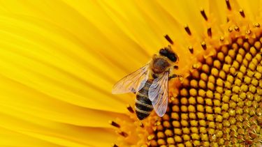 Duizenden bijen nestelen zich tegen raam in Haarlem