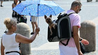 A woman holds an umbrella to shield a dog carried in a backpack from the sun during a heatwave, in the Vatican on August 2, 2026. 

Alberto PIZZOLI / AFP