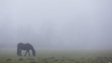 WASSENAAR - Mist op Landgoed de Horsten. Het zicht kan op veel plaatsen onder de 200 meter zakken. ANP BART MAAT
