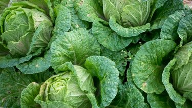 Kool is het nieuwe superfood: waarom je dit wilt eten